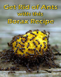 get rid of ants with this borax recipe