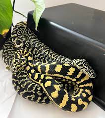 carpet pythons ta snakes