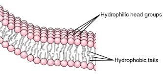 definition of bilayer by cal dictionary