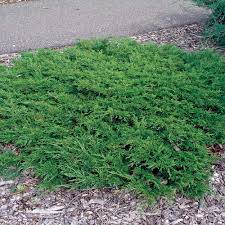 calgary carpet juniper foothills