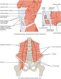 The chest is separated from the abdomen by. Axial Muscles Of The Abdominal Wall And Thorax Anatomy And Physiology