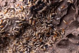 how termites get into your home and why
