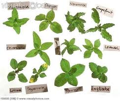 The key differences between the two types of mint are spearmint is a naturally occurring aromatic herb that is found in cuisines since the roman times. Mint Types Types Of Mint Plants Mint Plants Types Of Mint