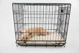 dog crate sizing chart best crate for