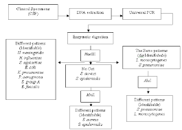 Flow Chart Of The Universal Pcr And Rflp For Detection Of