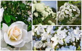 Flower that looks like a rose with eustoma flower picture. 10 Beautiful White Flowering Shrubs Garden Lovers Club
