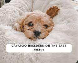 best cavapoo breeders on the east coast
