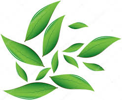 tea leaves vector ilration stock