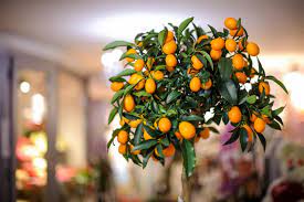 12 Fruit Trees You Can Grow Indoors For