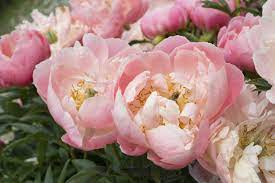 Before cutting the flowers, measure the stems against the vase. 15 Beautiful Varieties Of Peony