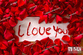 red rose petals romantic concept