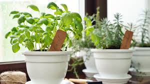 Most herbs love sun and are made for bright kitchens. How To Grow A Thriving Kitchen Herb Garden Epicurious