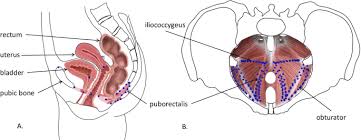 pelvic floor musculature in males