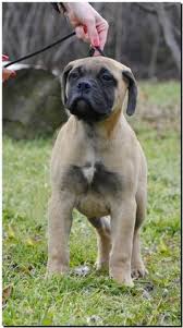 If you are unable to find your bullmastiff puppy in our puppy for sale or dog for sale sections, please consider looking thru thousands of bullmastiff dogs for adoption. 49 Bullmastiff Puppies Ideas Puppies Bull Mastiff Mastiffs