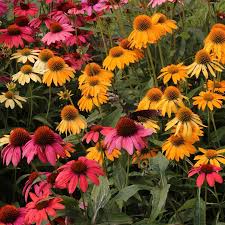 Find the perfect purple perennial flowers stock photos and editorial news pictures from getty images. National Plant Network 4 Count In Pot Daisy 1 Lowes Com Echinacea Container Gardening Flowers Plants