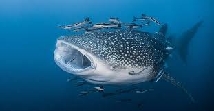 the 10 biggest fish in the world a z
