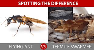 how to get rid of flying termites