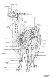 Anatomy Of An Alpaca Alpaca Facts Cute Alpaca Llama Alpaca