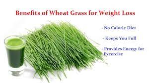 wheatgr juice for weight loss