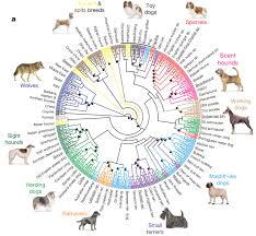 Cladogram Of Dog Breeds Genetics Provide Powerful Evidence