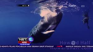 Lagi, bangkai paus sperma ditemukan terdampar di bali. Paus Sperma Penghasil Spermaceti Net12 Youtube