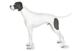 While the average cost is around $700, you could easily yes, english pointers make good pets, as long as you're able to make sure they get enough exercise each day. Pointer Dog Breed Information Pictures Characteristics Facts Dogtime