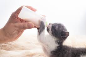 homemade kitten milk replacer a vet