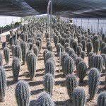 How much is a saguaro cactus worth?