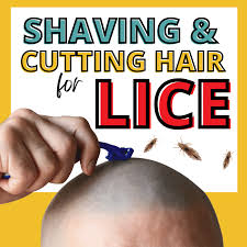 shaving and cutting hair for head lice