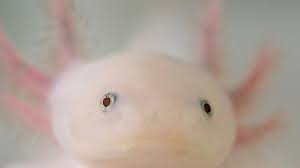 11 Awesome Axolotl Facts Mental Floss