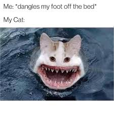 Related wallpapers grumpy cat, meme. Me Dangles My Foot Off The Bed My Cat Meme Ahseeit