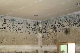 removing mould from walls how to
