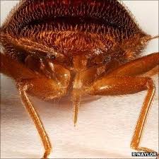 bed bugs protect their from