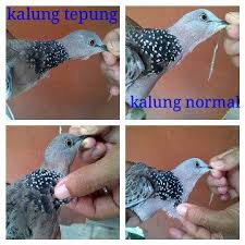 We did not find results for: Menanggapi Banyak Beredarnya Pawiro Bird Farm Jogja Facebook