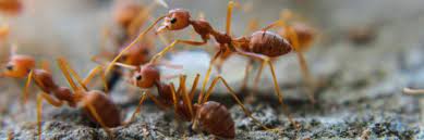 how to get rid of ants permanently in