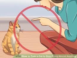 How To Train A Cat To Stop Doing Almost