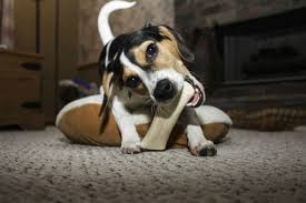 how to help your puppy during teething