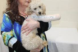 miracle poodle recovering from surgery