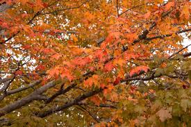 10 maple trees for best fall color