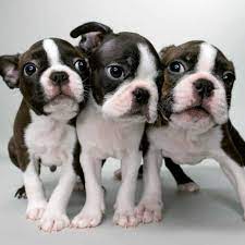 boston terrier puppies dog breed facts