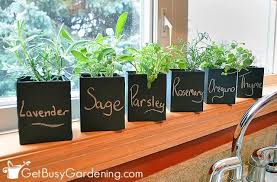 How To Grow Herbs Indoors The Ultimate