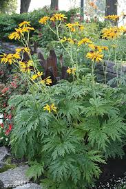 These yellow perennials are grouped according to their height(small, medium large and). Shade Loving Perennial Flowers 15 Beautiful Choices For Your Garden