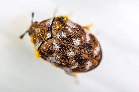 carpet beetles you need pest control
