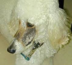 Radiation therapy is the current standard of care for nasal tumors in dogs. Nasal Tumor Animal Cancer And Imaging Center