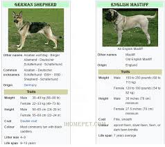 German Shepherd Mastiff Mix Dog Crossbreeding At Its Best