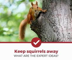 How To Keep Squirrels Away 2022