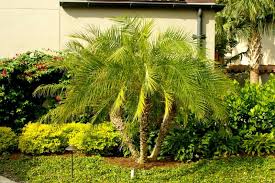 Pygmy Date Palms Can Add Tropical Flair