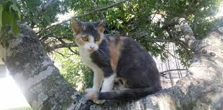 The feral cat coalition is a 501(c)(3) nonprofit organization whose mission is to alleviate the suff. San Antonio Feral Cat Coalition
