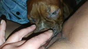 Dog eating the owner's juicy pussy in a POV video