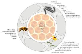 honey and honey bee
